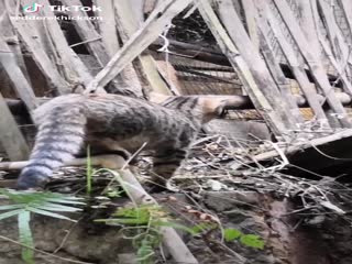 Удачная охота.