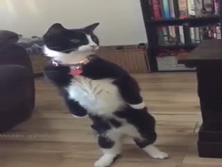 Шо?!!! Опять внуки приехали?