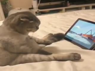 Кот смотрит мультик 