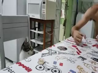 Реакция кота на розыгрыш хозяина