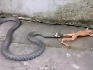 Змея заглотила лягушку живьём