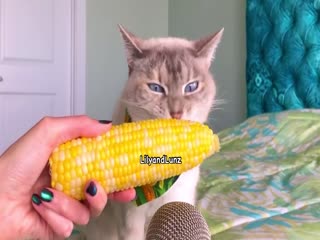 Кукурузу есть будете?