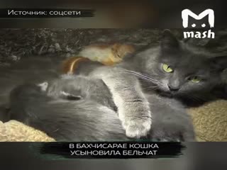 В Бахчисарае кошка усыновила бельчат