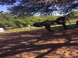 Сука-любовь