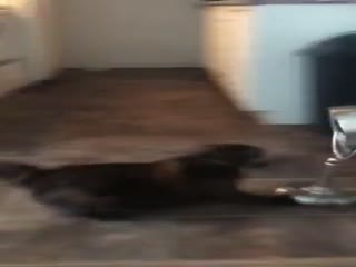 Злая мурлыся