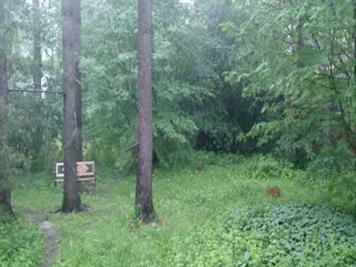 Молния попала в дерево