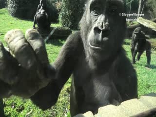 Умная горилла научилась справляться с электрическим забором