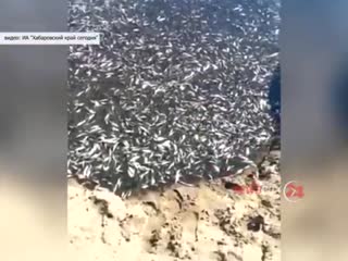Тонны умирающей рыбы пытались спасти под Хабаровском
