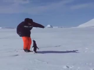 Страшнее пингвина зверя нет