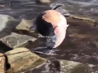 Люди нашли мертвого дельфина, привязанного за хвост к камню