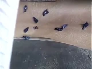 Птиц засасывает вместе с зерном на хлебозаводе