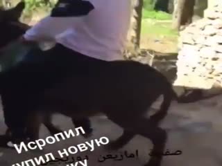 Исрапил купил тачку