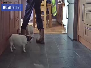 Парень спас жизнь своей собаке подавившейся сыром