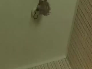 Про белочку