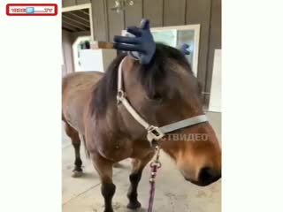 Малобюджетный Лось