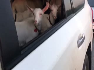 В Уфе задержана банда опасных преступников