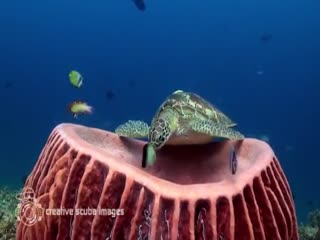 Сонная черепаха