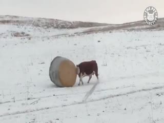 Коровы - это большие собаки