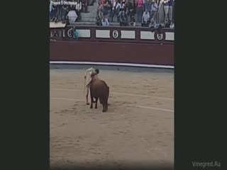 В Мадриде  бык насадил на рог французского матадора
