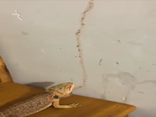 Фаст фуд для ящерицы