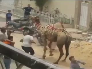 Верблюды бывают опасны