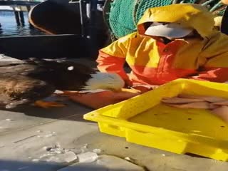 Наглый символ США