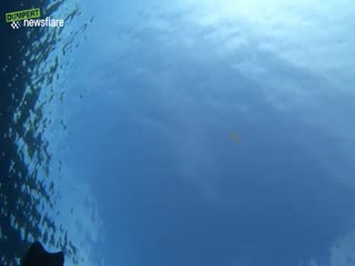 Медуза попала в воздушный пузырь