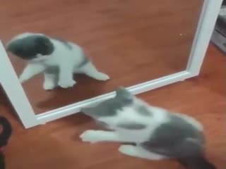 Васька, покажи, как хозяйка на работу собирается