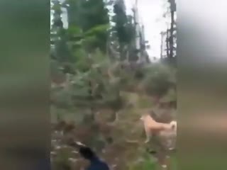 Идём на охоту...