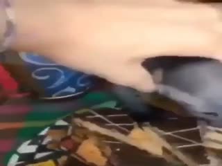 Котёнок, который любит сладкое... 