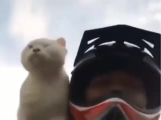 Забавная поездка с котом на мотоцикле