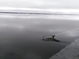 Вот так ловят рыбу в Ямало-Ненецком автономном округе после ледохода