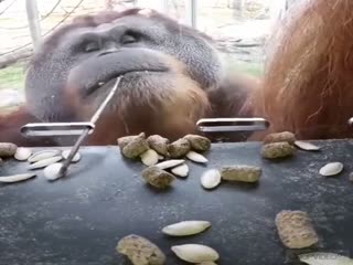 Орангутанг преодолевают трудности