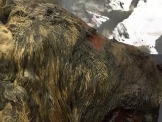 В Якутии найдена голова доисторического волка возрастом 40 000 лет