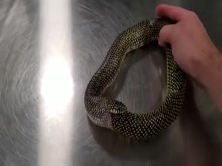 Змея проглотила свой собственный хвост