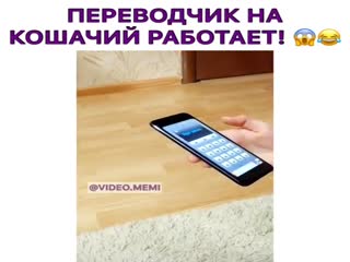 Теперь можно общаться и с котом