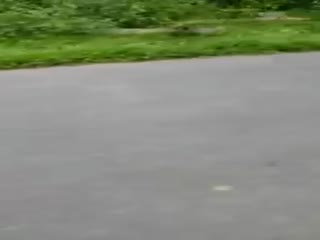 Он просто поиграть хотел