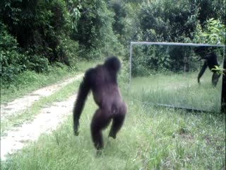 Реакция шимпанзе на зеркало