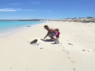 Спасение черепахи