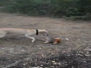 Пёс жестоко пожалел, что связался с муравьедом, на глазах у бестолковых хозяев