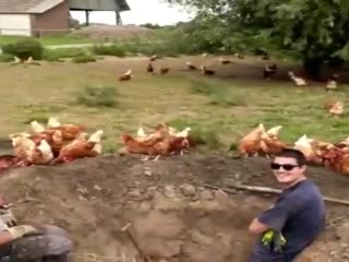 Повелитель куриц