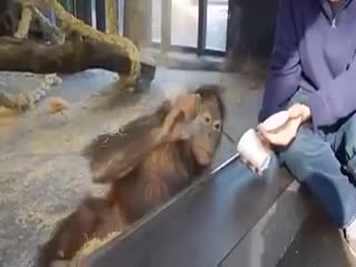 Как рассмешить орангутана
