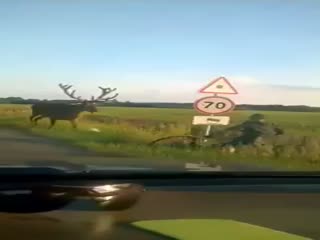 Что делать при встрече с оленем?