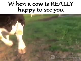 Коровье счастье