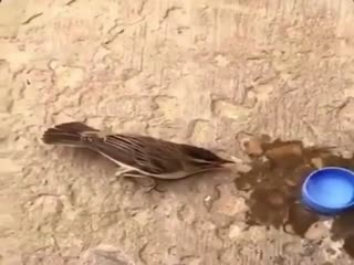 Птичку спасли от теплового удара