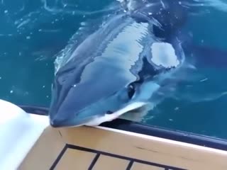 Фу, гадость