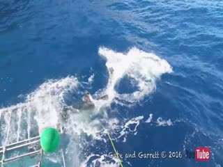 Чуть не стал обедом акулы