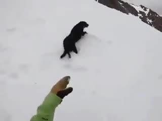 Собака сходила с хозяином в горы