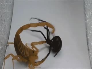 Скорпион  и паук