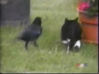 Ворона подружилась с котиком